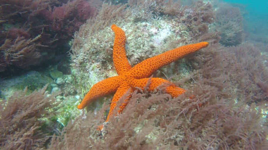 Lisbon: Snorkelling in Sesimbra/Arrábida Natural Park - FAQ