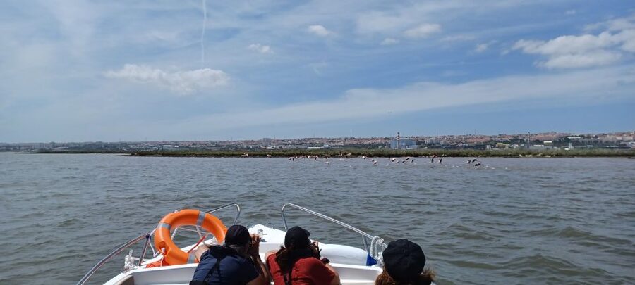 Lisbon: Tagus Estuary Nature Reserve Birdwatching Boat Tour - Key things that make this birdwatching boat tour worth your time
