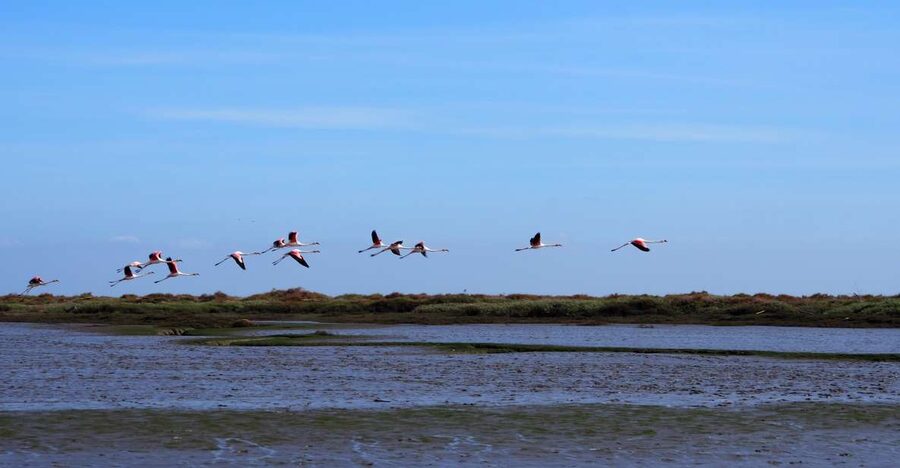 Lisbon: Tagus Estuary Nature Reserve Birdwatching Boat Tour - Entering The Onda Luso-Americana world, then leaving Lisbon behind