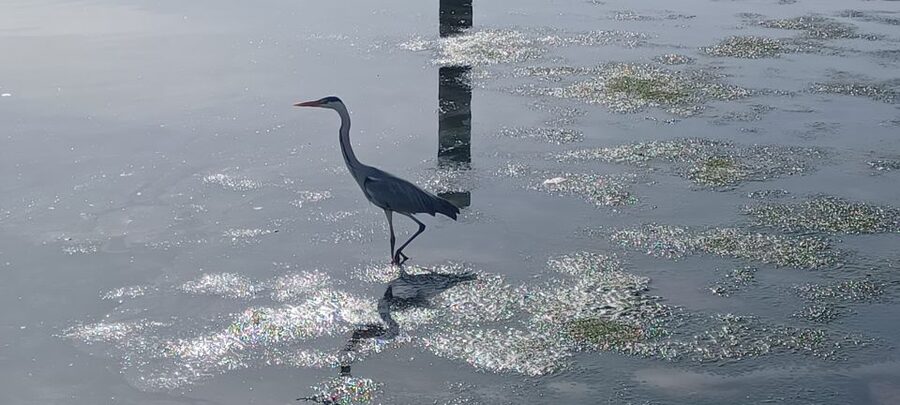 Lisbon: Tagus Estuary Nature Reserve Birdwatching Boat Tour - What you really get for $58, and when it feels like a smart buy