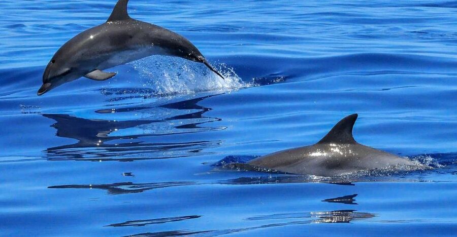 Lisbon: Tagus River Cruise to the Ocean & Dolphin Watching - Dolphin watching, with realistic expectations