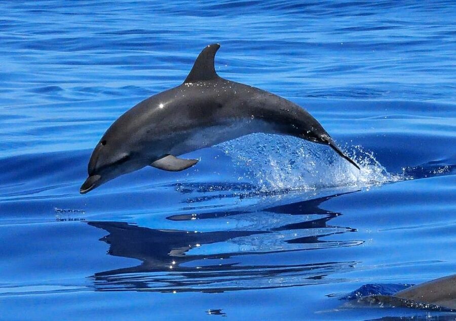 Lisbon: Tagus River Cruise to the Ocean & Dolphin Watching - Timing, weather, and whether speedboats change your odds