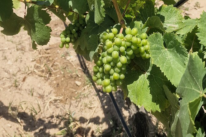 Lisbon Wine Tour: Azeitao, Setubal and Arrabida and Hotel Pickup - Serra da Arrábida: Mediterranean park time, not just a viewpoint