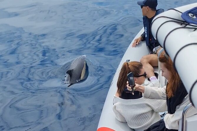 Meet the Lisbon Dolphins - Dolphin Watching in Lisbon - Wildlife Moments You Can Actually Understand, Not Just Watch