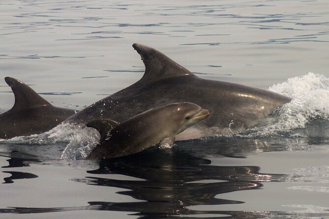 Meet the Lisbon Dolphins - Dolphin Watching in Lisbon - Price and Value: Is $78.61 Worth It?