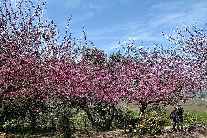 Óbidos historic village and Mafra Palace Private Tour - The library and basilica: what you should expect, and the one possible surprise