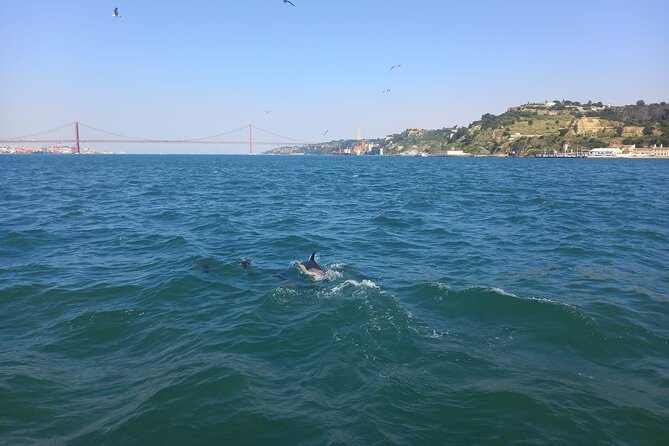 Panoramic Boat Tour with Drinks and Music - Dolphin watching in the Tagus: fun when it happens, not promised