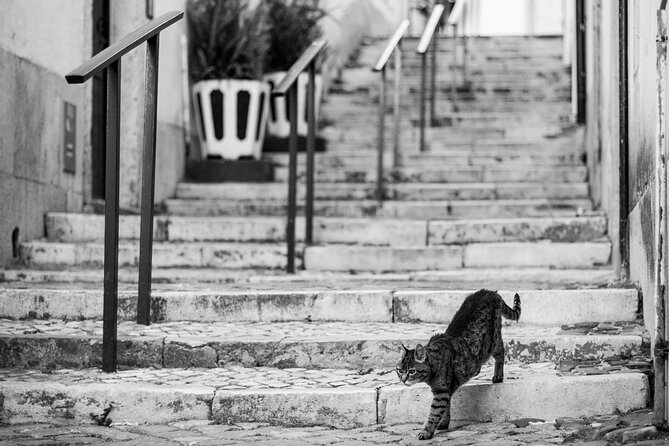 Photography Workshop-Tour in Alfama - Lisbon - The Jardim Botto Machado meet-up: coffee, technique, and a plan that fits you