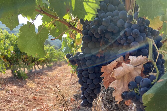 Private Full-Day Wine Tour from Lisbon with Tastings - Transportation and comfort: why the car matters on an 8 to 9 hour day