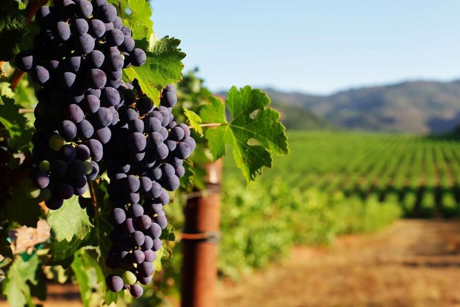 Private Lisbon Arrábida Wine Tour: Culture, Scenery & Wines - Price and what $192 per person really covers