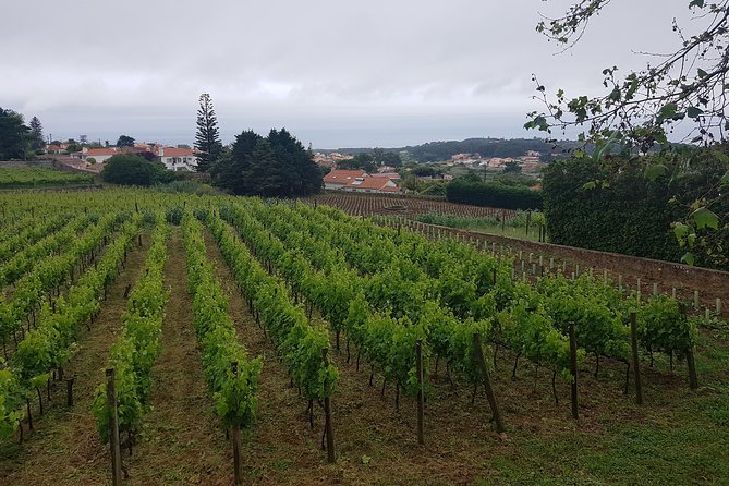 Private Tour from Lisbon to Sintra, Cabo da Roca, Cascais and Estoril - The guides behind the wheel, Marco, Ricardo, Pedro, and Rui Duran