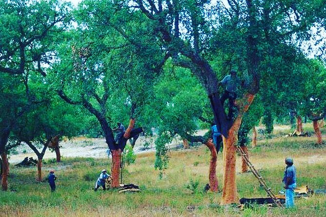 Private Tour in Evora and Monsaraz with Wine Tasting - Reguengos de Monsaraz lunch stop: Alentejo food, your choice, and your budget