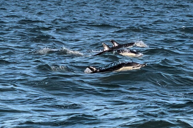 Sailboat Excursion along the Magnificent Tagus River - The crew: friendly service, strong safety feeling, and clear commentary