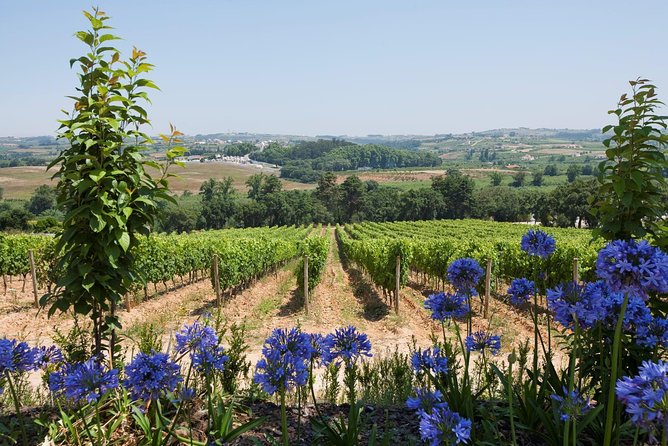 Setúbal Wine Tour with Visit and Tasting at 2 Wineries - Getting the most from tastings up to five wines