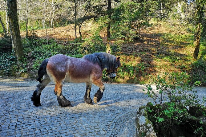 Sintra Tour with Pena Palace, Moorish Castle and Regaleira - Private - Castelo dos Mouros: Walls, Views, and the Feeling of Height