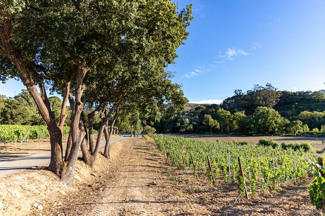 Wine tasting at Quinta das Murgas - Murgas Vinha do Arneiro - Touriga Franca: a second pour with a different personality