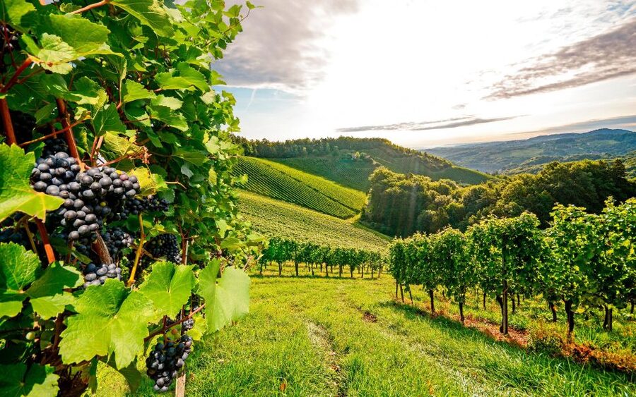 Wine Tasting - Private Half-Day Tour - Guides, language, and how to make the tour go your way